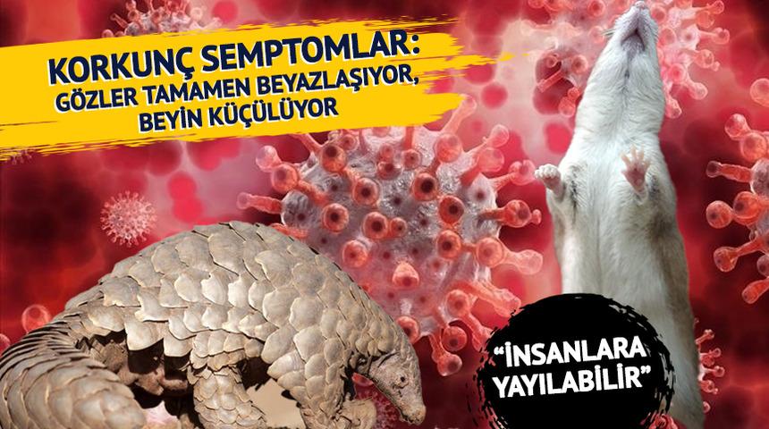 Çin'de yeni mutant koronavirüs yaratıldı: Korkunç semptomlar! Gözler tamamen beyazlaşıyor, beyin küçülüyor: İnsanlara yayılabilir