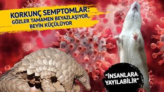 Çin'de yeni mutant koronavirüs yaratıldı: Korkunç semptomlar! Gözler tamamen beyazlaşıyor, beyin küçülüyor: İnsanlara yayılabilir