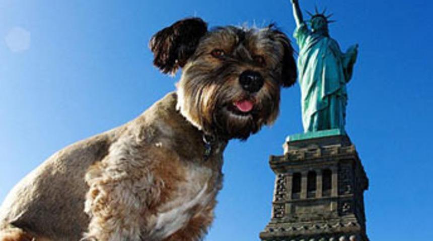 D&uuml;nyayı dolaşan k&ouml;pek