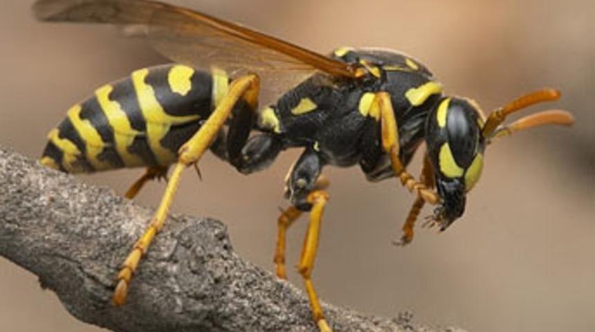 D&uuml;nyayı 'b&uuml;y&uuml;c&uuml;' eşek arıları kurtaracak