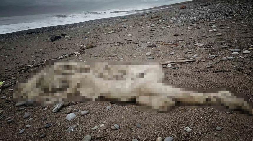 Antalya'daki sahilde tüyler ürperten görüntü! Otel çalışanları ihbar etti! Başı ve bir kolu yok! Cesedin kimliği...