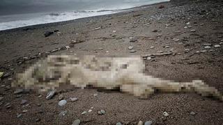 Antalya'daki sahilde tüyler ürperten görüntü! Otel çalışanları ihbar etti! Başı ve bir kolu yok! Cesedin kimliği...