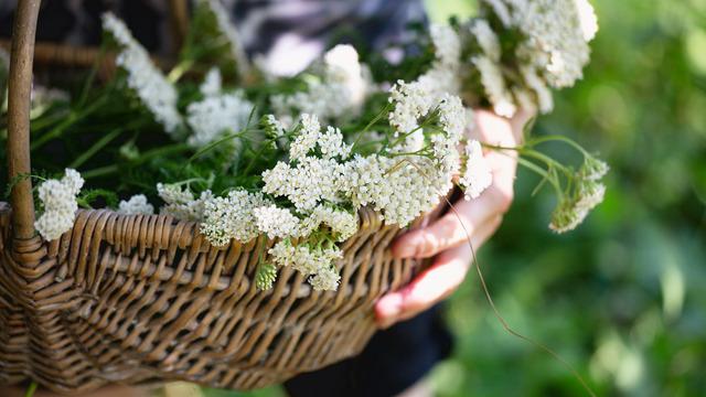Civanperçemi nedir, faydaları nelerdir? Civanperçemi ne işe yarar?