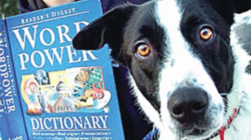 İki dil bilen k&ouml;pek