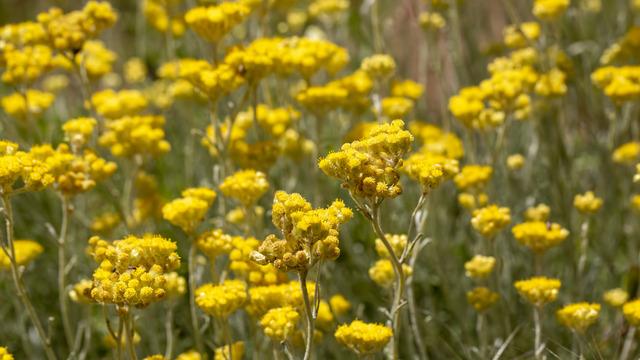 Altın otu nedir, faydaları nelerdir? Altın otu neye iyi gelir?