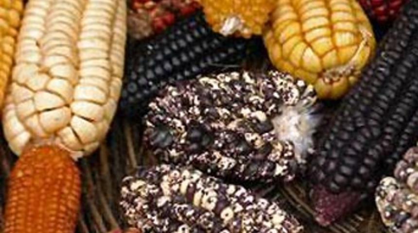 GDO'lu &uuml;r&uuml;nler hasta ediyor!