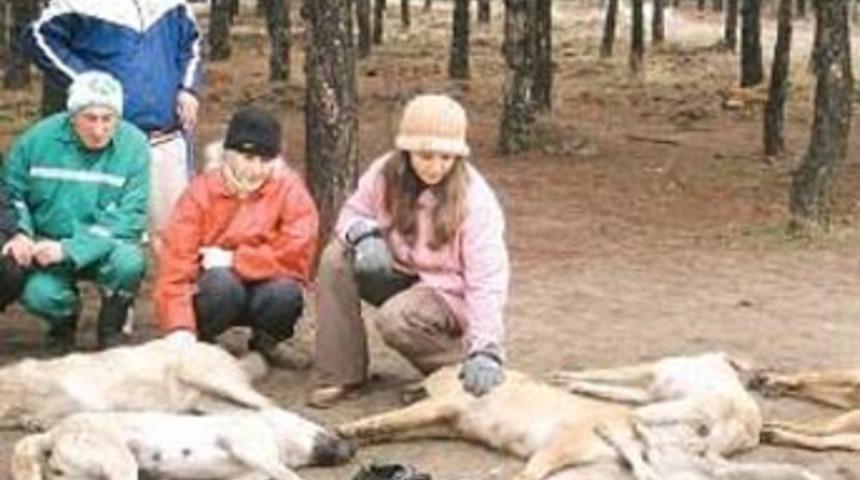&lsquo;Ekip&rsquo;teki tilkileri zehirlediler