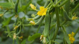 Salatalığın faydaları nelerdir? Salatalık böbreklere faydalı mı?