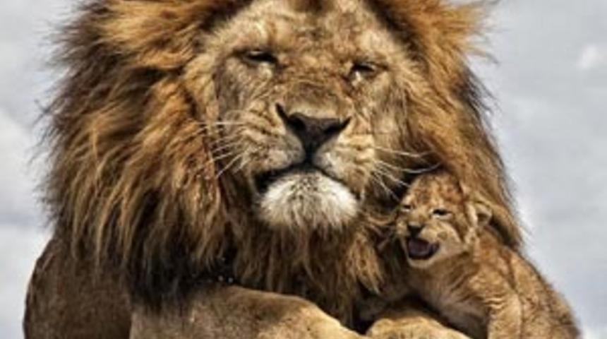 Bir k&uuml;&ccedil;&uuml;c&uuml;k aslancık varmış!