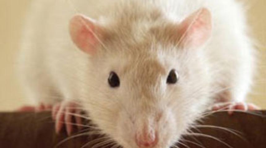 Şizofren fare, bilime ışık tutuyor