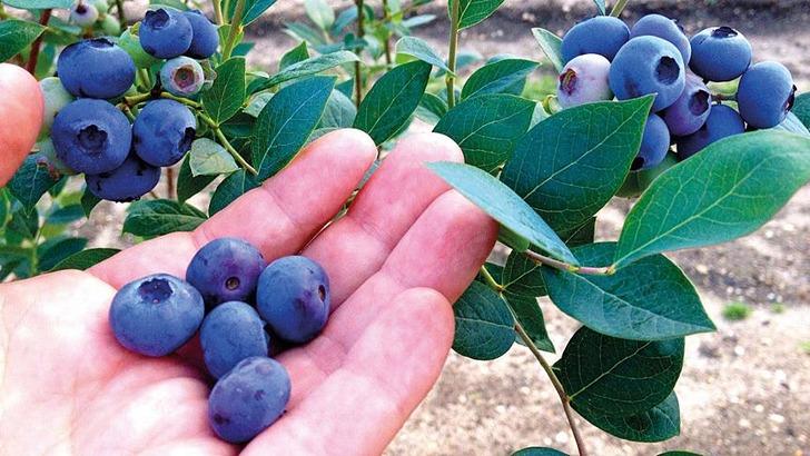 Pazardan kapış kapış alacaksınız! Kırışıklıklara veda... Gençleştiren 5 altın besin! Kimse bu etkisini bilmiyordu, doktorlar her gün yiyor G3