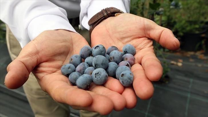 Pazardan kapış kapış alacaksınız! Kırışıklıklara veda... Gençleştiren 5 altın besin! Kimse bu etkisini bilmiyordu, doktorlar her gün yiyor G4