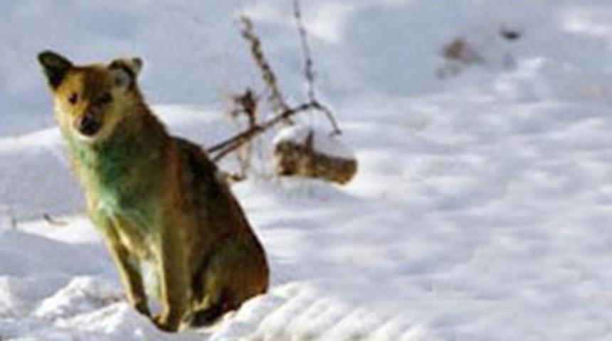 Rusya'da k&ouml;pekler yeşile d&ouml;nd&uuml;