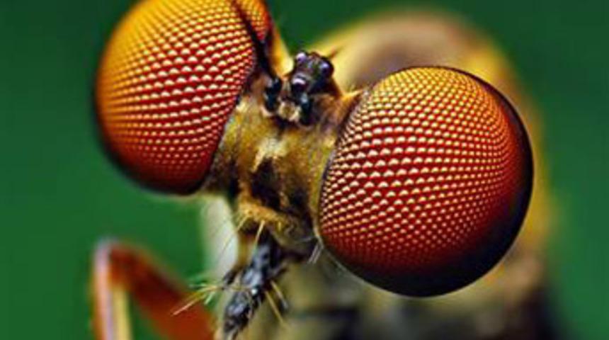 D&uuml;nyanın en g&uuml;zel sineği