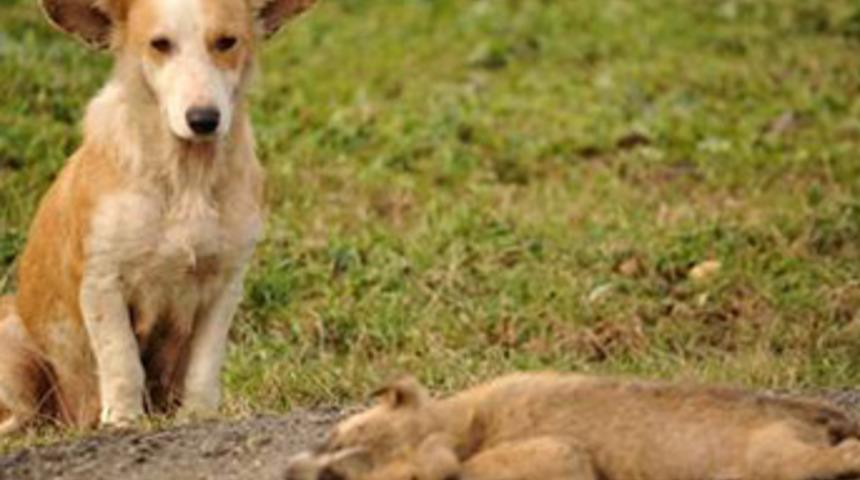 Yavrusunun başında saatlerce bekledi