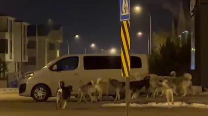 Erzurum’da başıboş köpeklerin korkutan görüntüleri