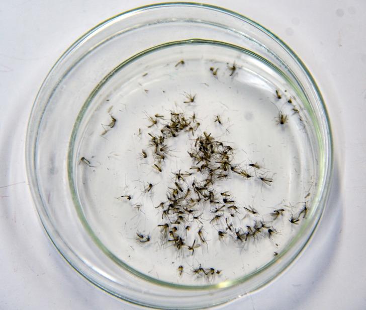 Onlar da kış uykusuna yatmadı! Uzmanlar uyardı 'Önümüzdeki yıllarda hastalık taşıyacaklar' Çoğaldıkça çoğalıyorlar G3