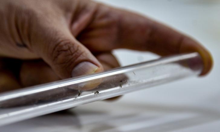 Onlar da kış uykusuna yatmadı! Uzmanlar uyardı 'Önümüzdeki yıllarda hastalık taşıyacaklar' Çoğaldıkça çoğalıyorlar G2