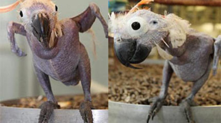 &Ccedil;ıplak ama mutlu