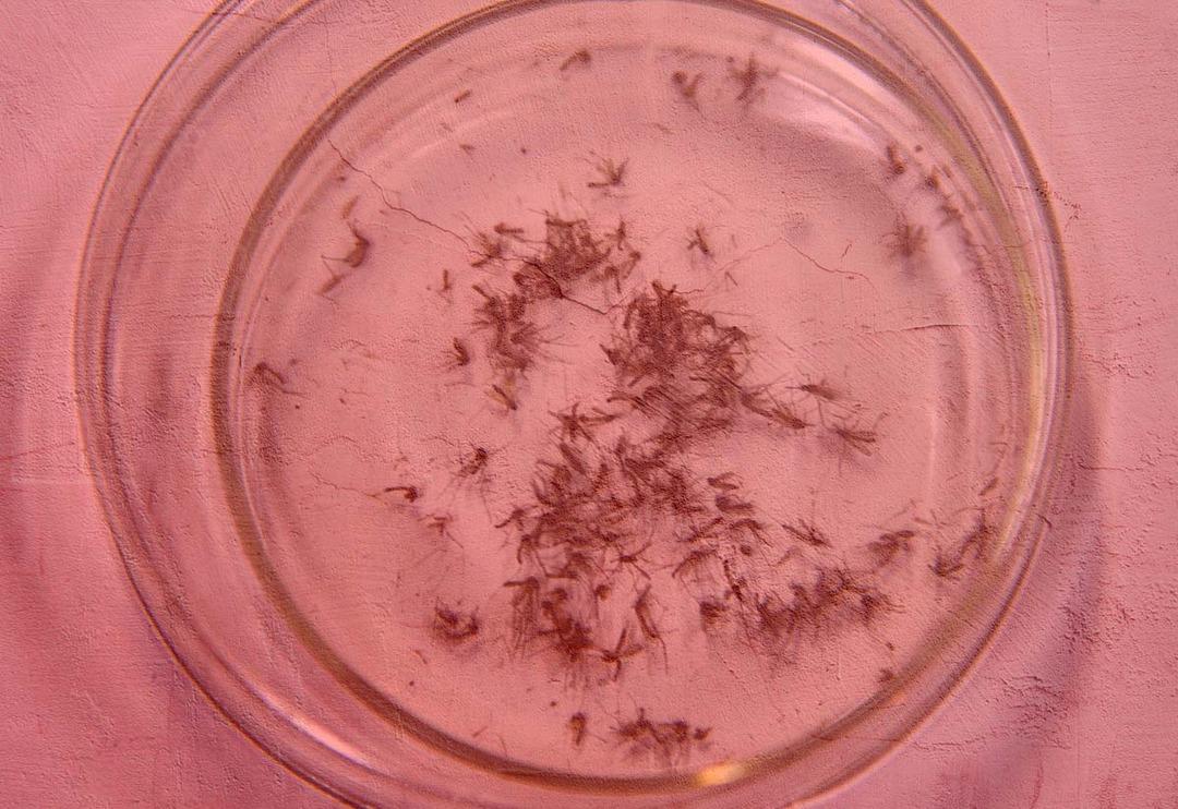 Onlar da kış uykusuna yatmadı! Uzmanlar uyardı '&Ouml;n&uuml;m&uuml;zdeki yıllarda hastalık taşıyacaklar' &Ccedil;oğaldık&ccedil;a &ccedil;oğalıyorlar