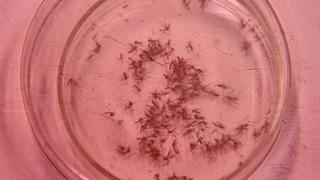 Onlar da kış uykusuna yatmadı! Uzmanlar uyardı 'Önümüzdeki yıllarda hastalık taşıyacaklar' Çoğaldıkça çoğalıyorlar