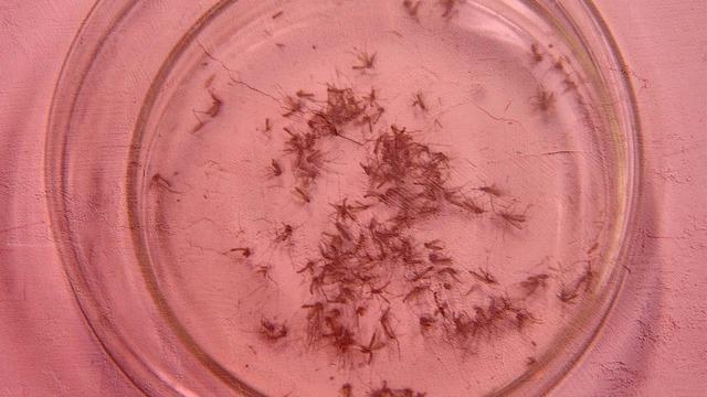 Onlar da kış uykusuna yatmadı! Uzmanlar uyardı 'Önümüzdeki yıllarda hastalık taşıyacaklar' Çoğaldıkça çoğalıyorlar