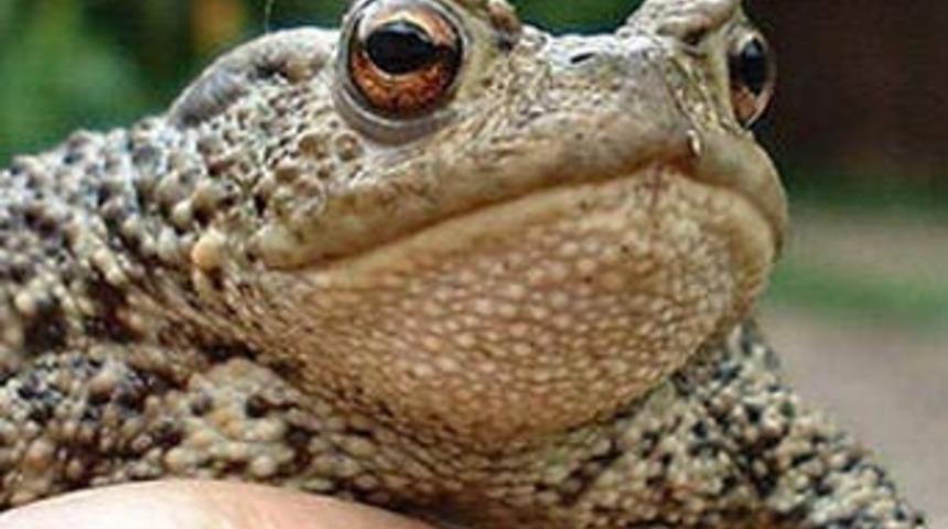 Kilosu etten bile pahalı!