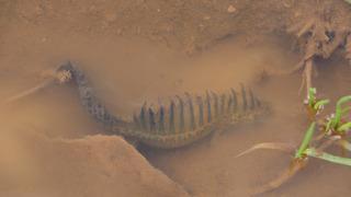 Bursa'da tesadüfen fark edildi: Anadolu şeritli semenderi böyle görüntülendi! DKMP harekete geçti