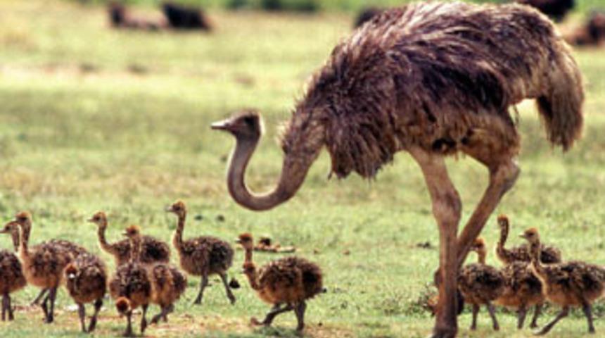 U&ccedil;amıyorlar &ccedil;&uuml;nk&uuml;....