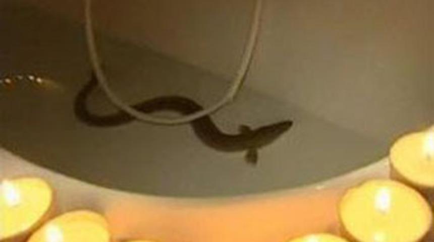 Yılan balığına 39. yaş g&uuml;n&uuml;