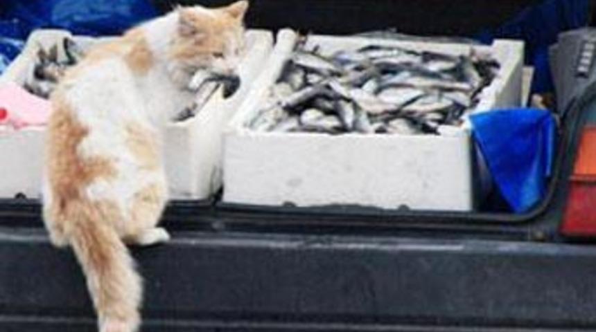 Fırsat&ccedil;ı kedi