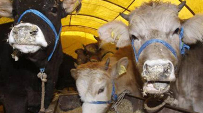 İşte kurban vurgununun şifreleri