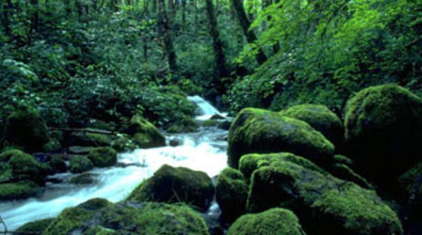 Kıbrıs&rsquo;ta balta girmemiş orman bulundu!