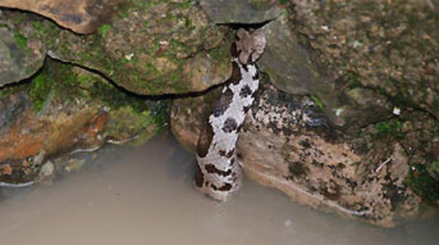 Kuyudan yılan &ccedil;ıktı!