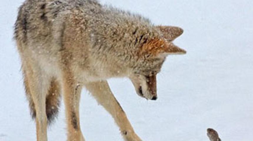 Cesur fare dev &ccedil;akala karşı