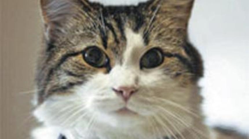 Kucağına alan &ouml;l&uuml;yor