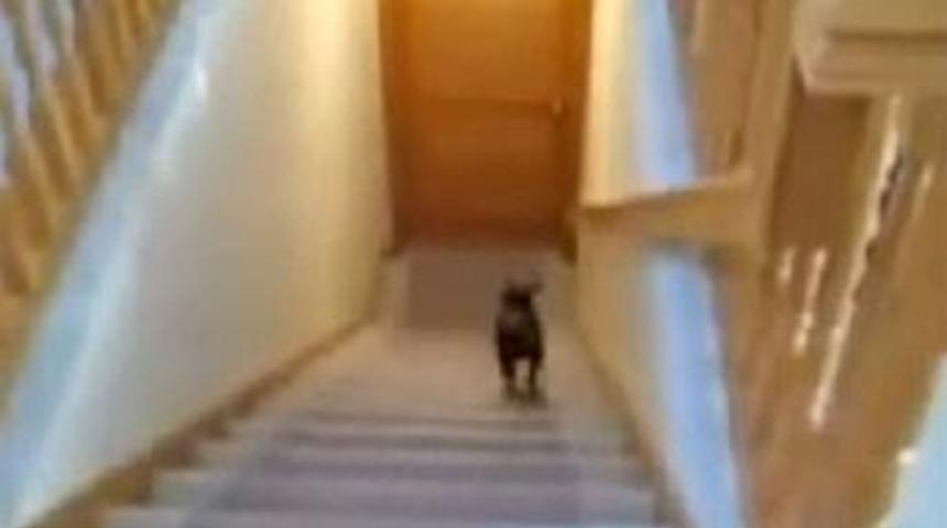 İnternetin yeni yıldızı