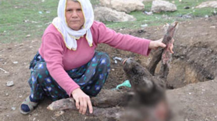 Ayakları başında buzağı!