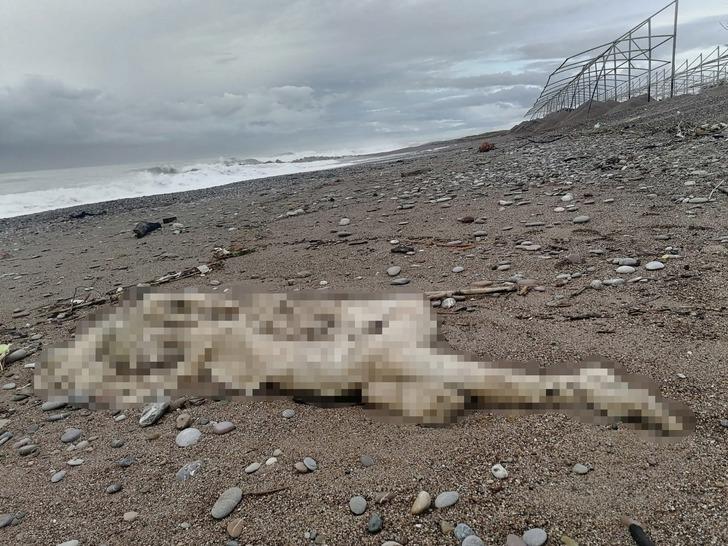 Peş peşe korkunç haberler! Son ikisi yarım saat arayla geldi: Antalya'da Serik ve Manavgat'ta sahilde 3 ceset bulundu G1