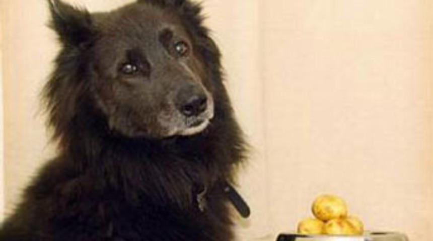 &Ouml;yle bir alerjisi var ki!