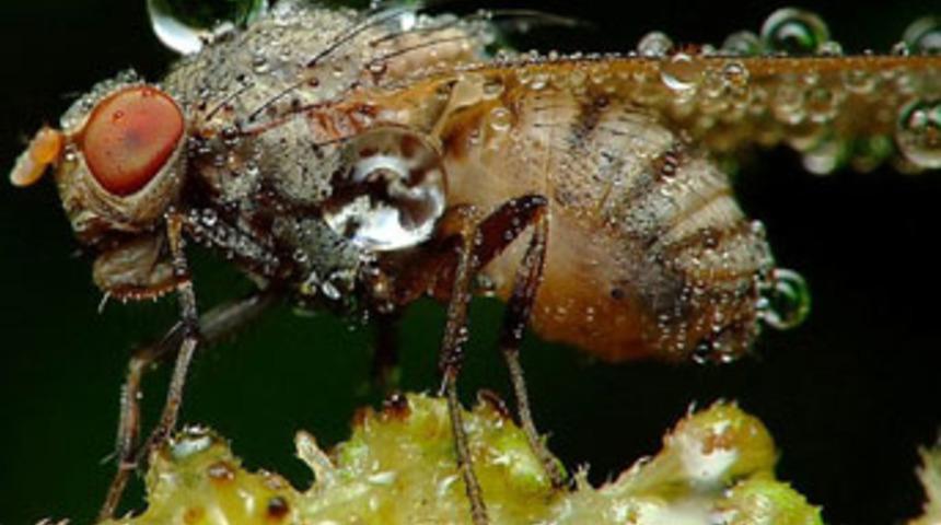 M&uuml;cevher b&ouml;cekler