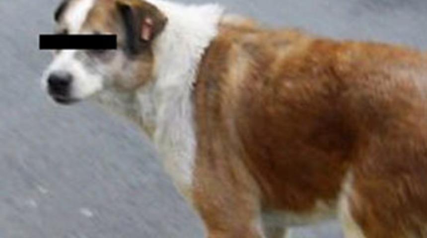 Talihsiz k&ouml;pek!