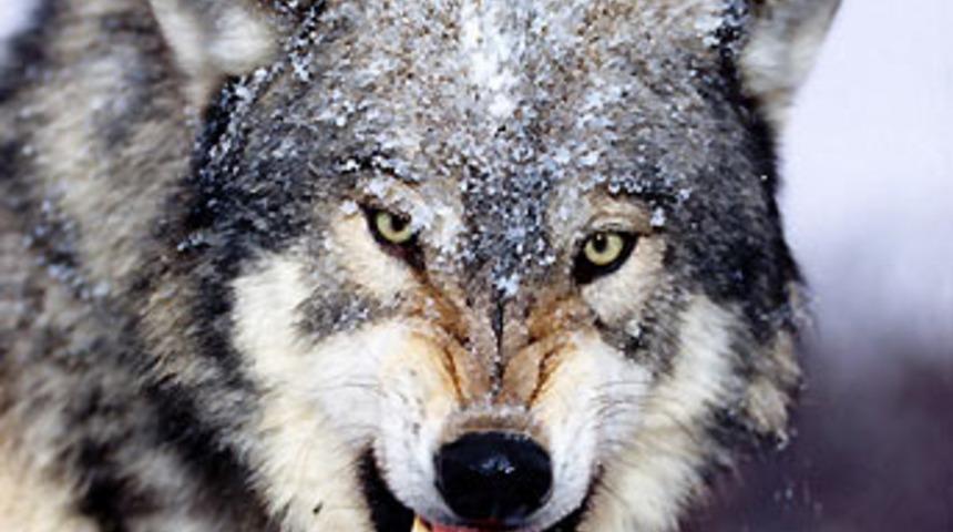 K&uuml;&ccedil;&uuml;k &ccedil;ocuğu kurtlar par&ccedil;aladı!