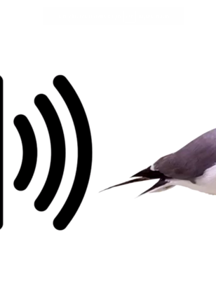 Beşiktaş'ı 4-0 mağlup eden Pendikspor'dan maç sonu olay paylaşım!