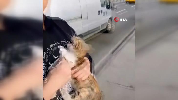 Takdir toplayan hareket! Unkapanı Köprüsü'nde yoldan geçen araçları durdurup kediyi kurtardı G5