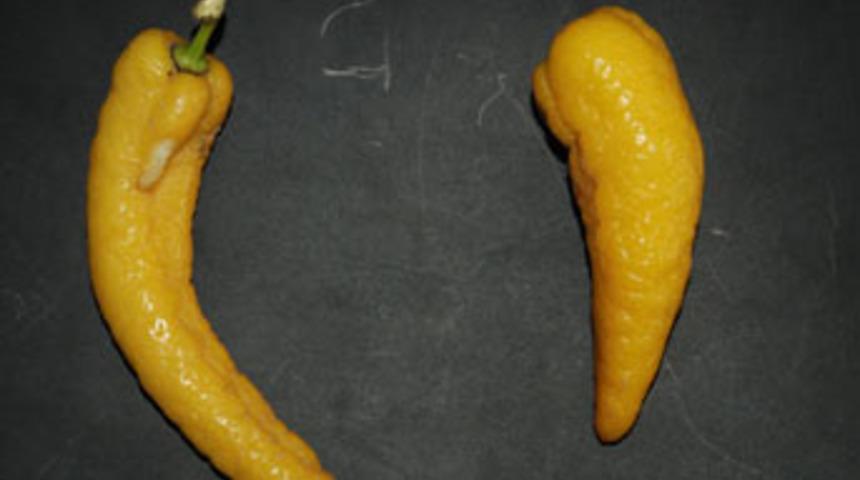 Biber şeklindeki limon g&ouml;renleri şaşırtıyor