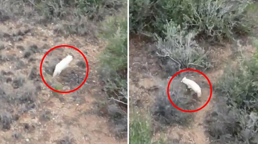 Bakan Yumaklı görüntüleri paylaştı! Türkiye'de ilk kez 'Albino çakal' görüldü