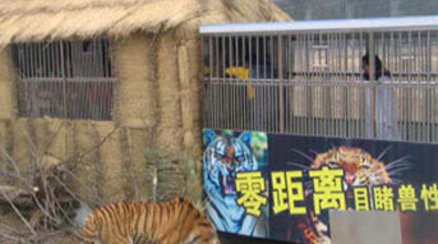 72 saat 48 kaplanla başbaşa