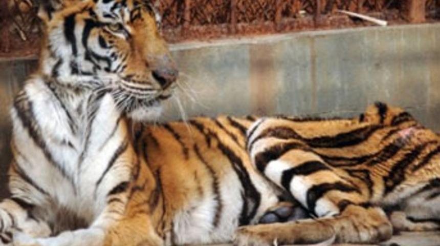 &Ccedil;in'de kaplan soykırımı dehşete d&uuml;ş&uuml;rd&uuml;