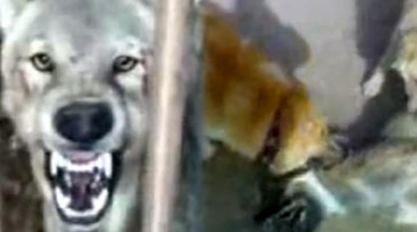 Suriye'de kurt ve &ccedil;oban vahşeti